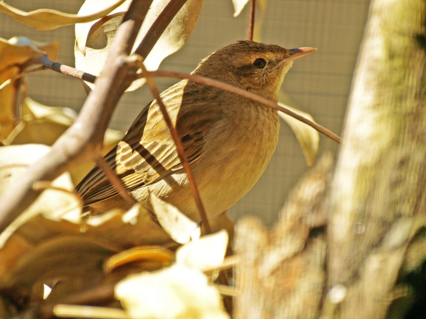 Caversham Wildlife park
