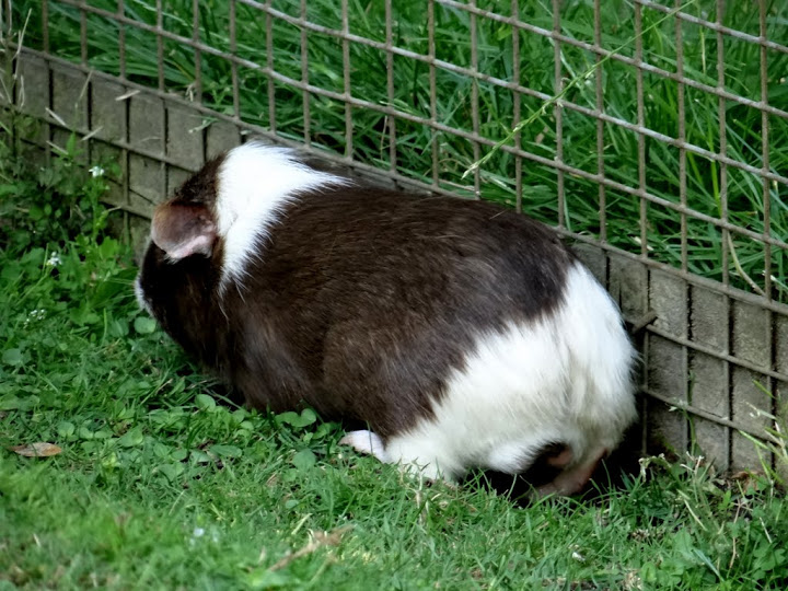 Cavia aparea f.porcellus