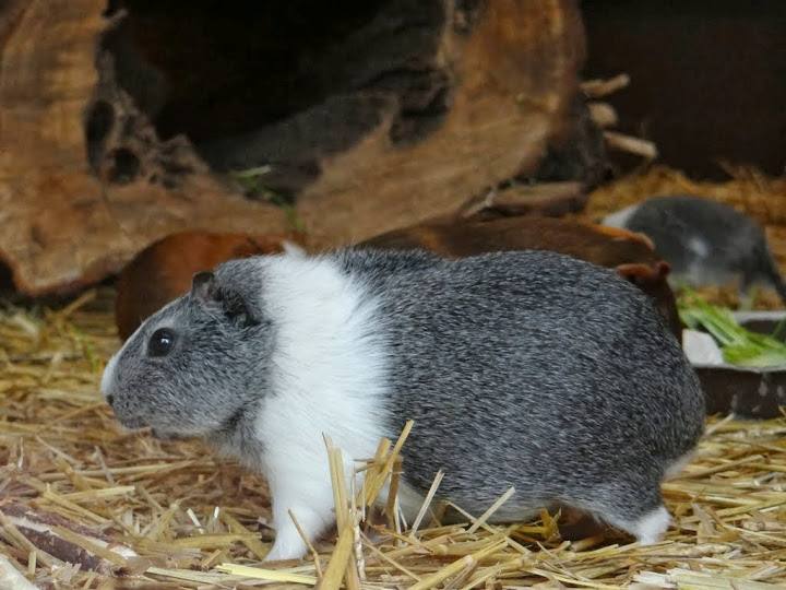 Cavia aperea f. porcellus