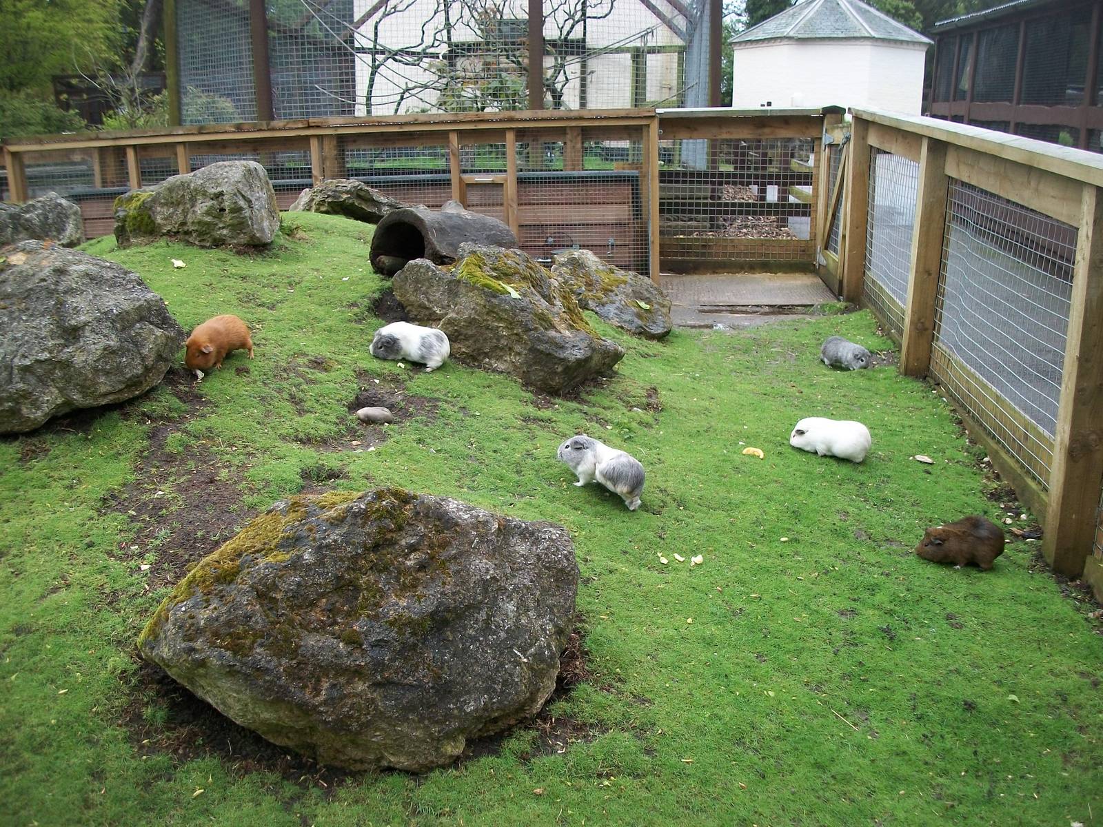 Cavy Country, 10th May 2014