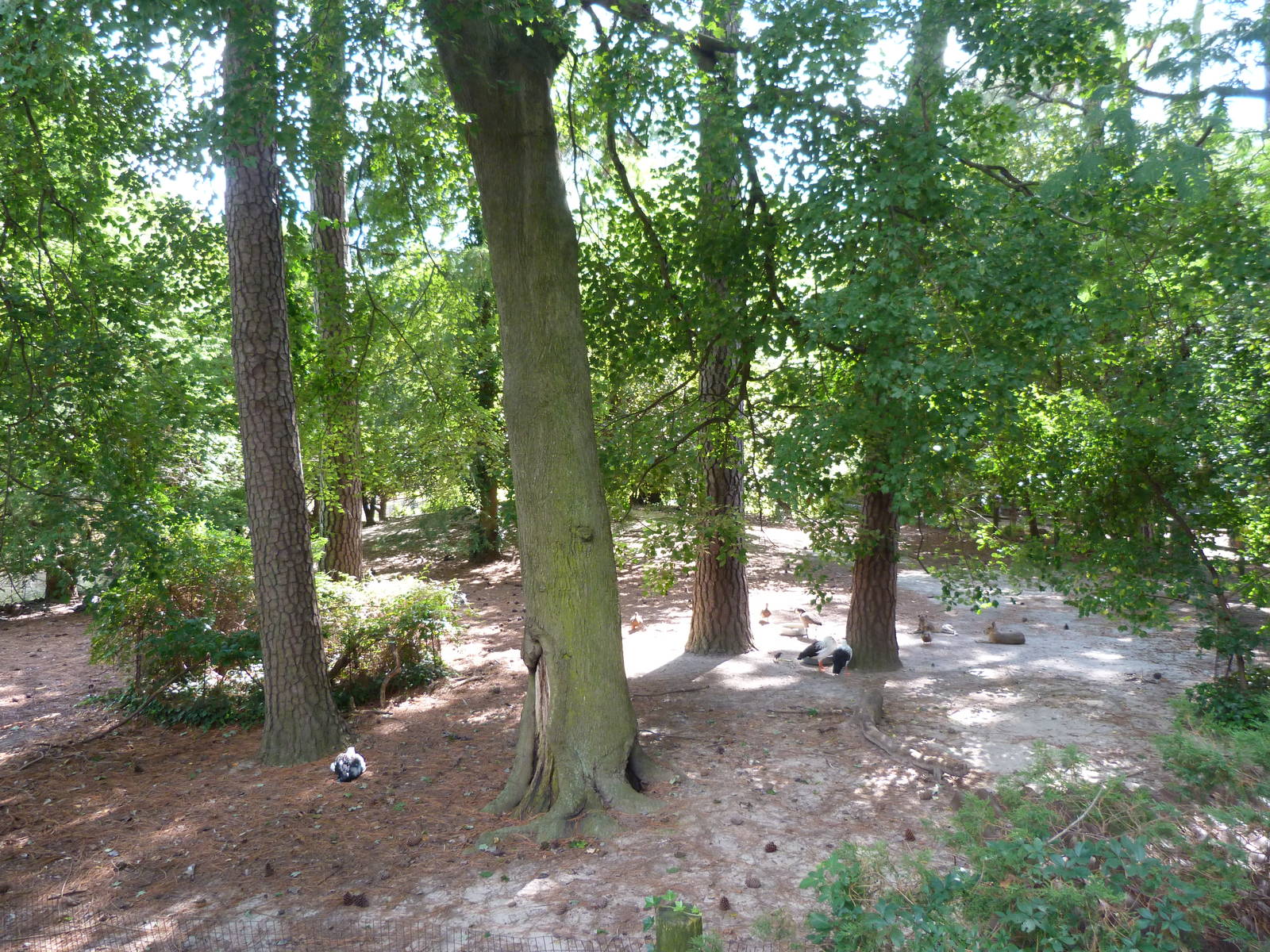 Cavy Exhibit - 9/7/2013