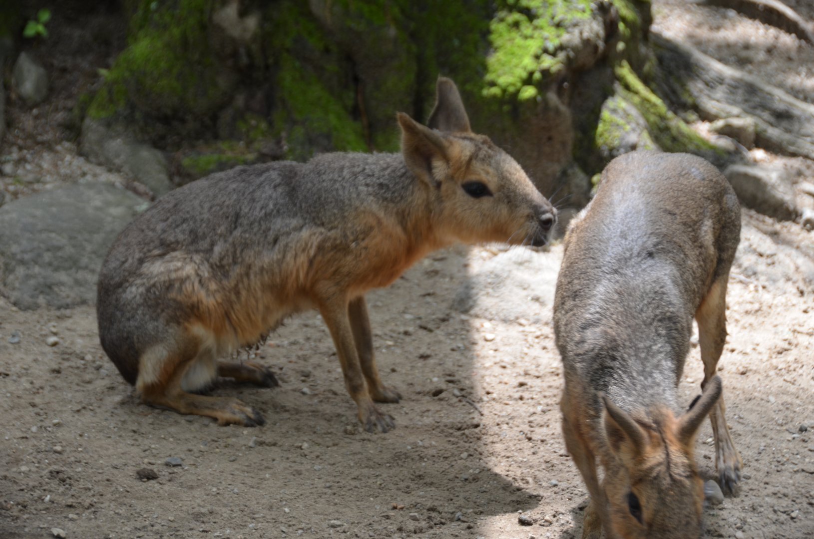 Cavy Exhibit