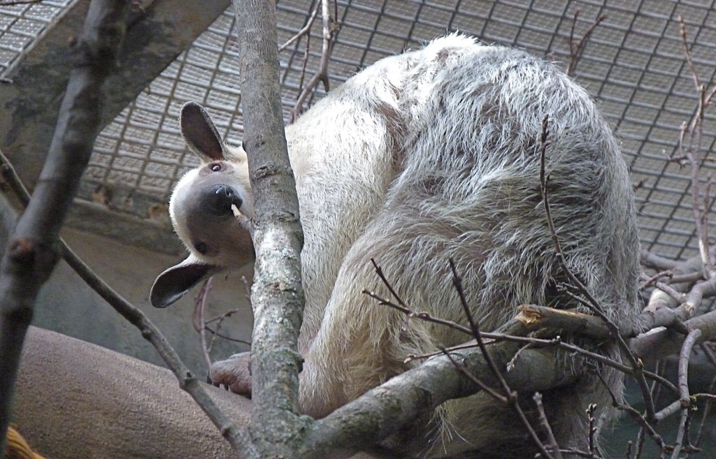 Cayenne, Female Southern Tamandua