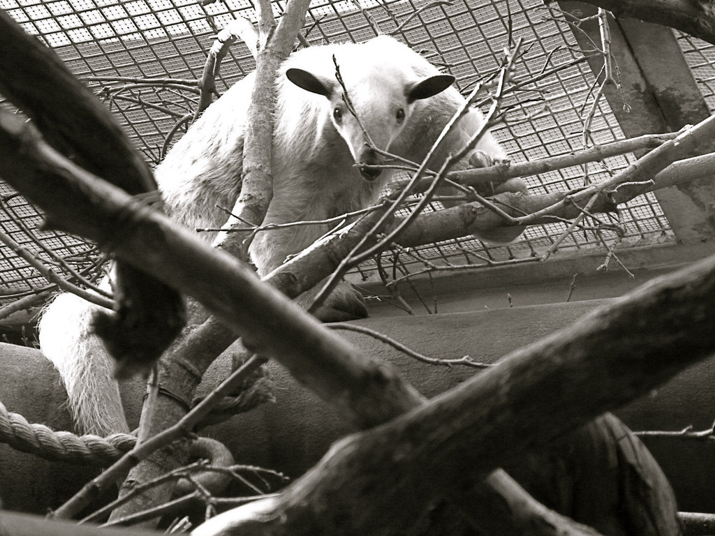 Cayenne, Female Southern Tamandua