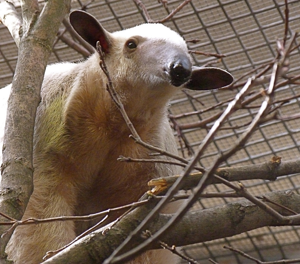 Cayenne, Female Southern Tamandua