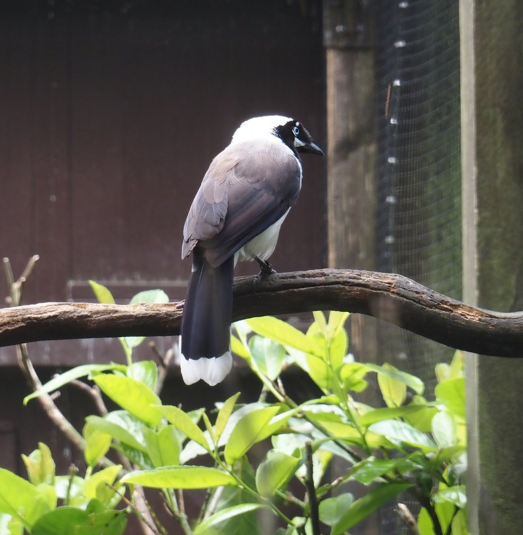 Cayenne jay (Cyanocorax cayanus), 2024-05-23