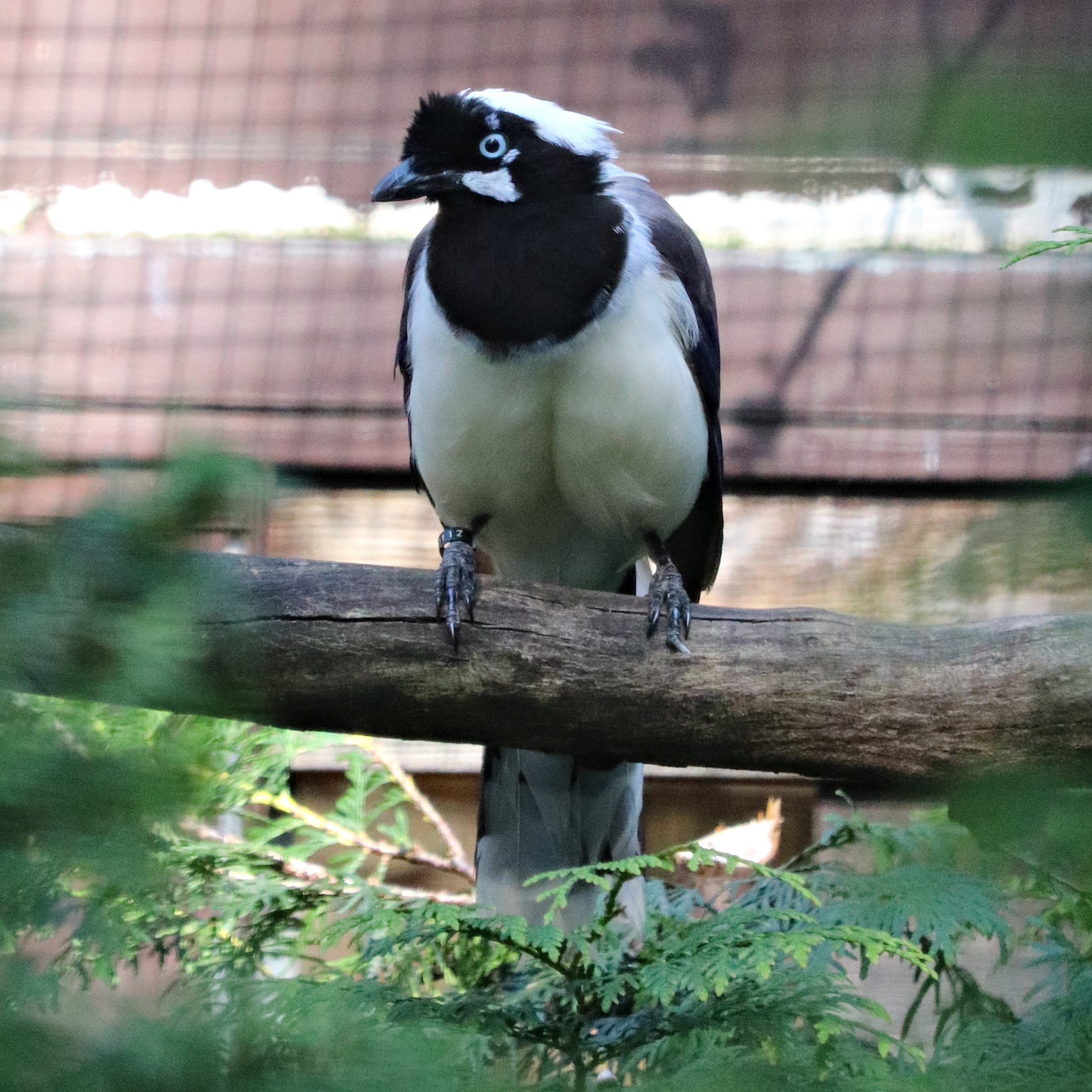 Cayenne jay (Cyanocorax cayanus)