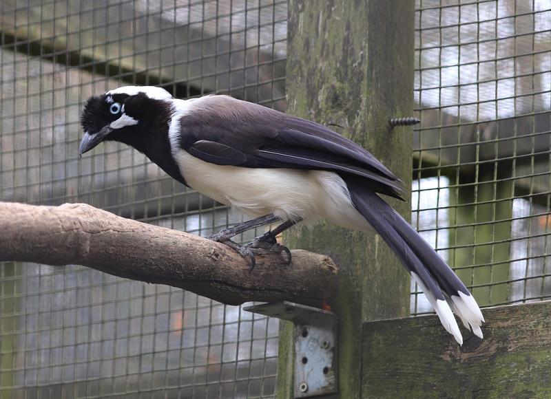 Cayenne jay (Cyanocorax cayanus)