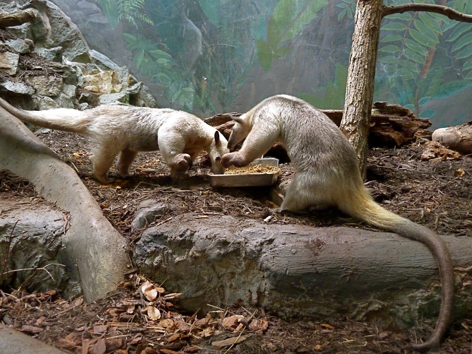 Cayenne & Manny (Southern Tamandua)