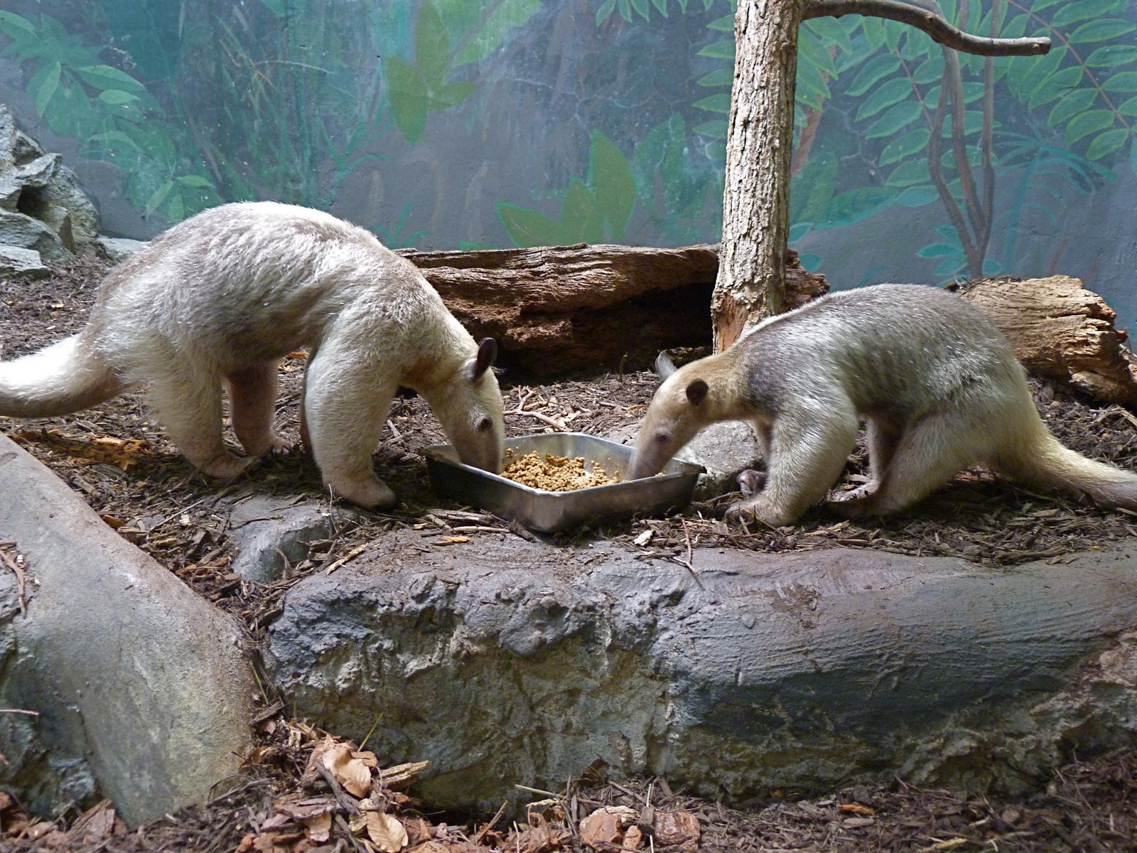 Cayenne & Manny - Southern Tamandua