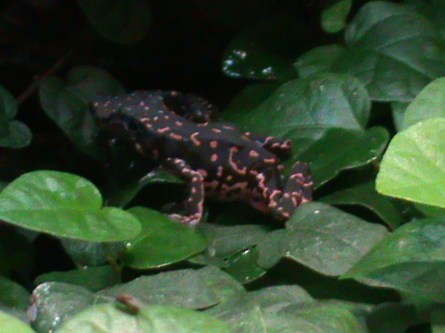 cayenne stubfoot toad 041211