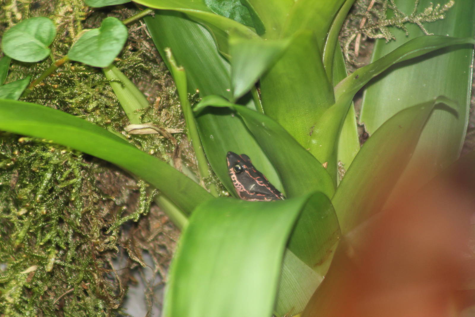Cayenne stubfoot toad