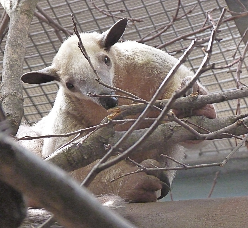 Cayenne, the Female Southern Tamandua