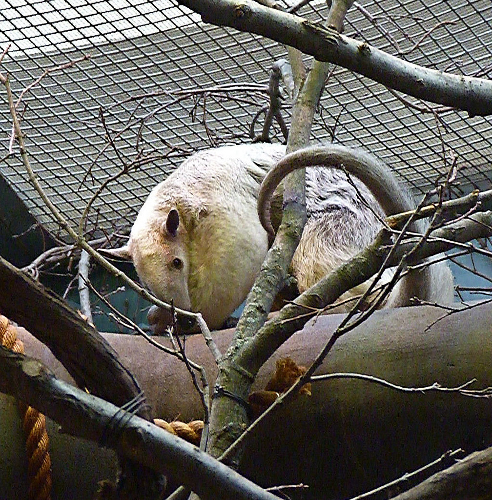 Cayenne, the Female Southern Tamandua