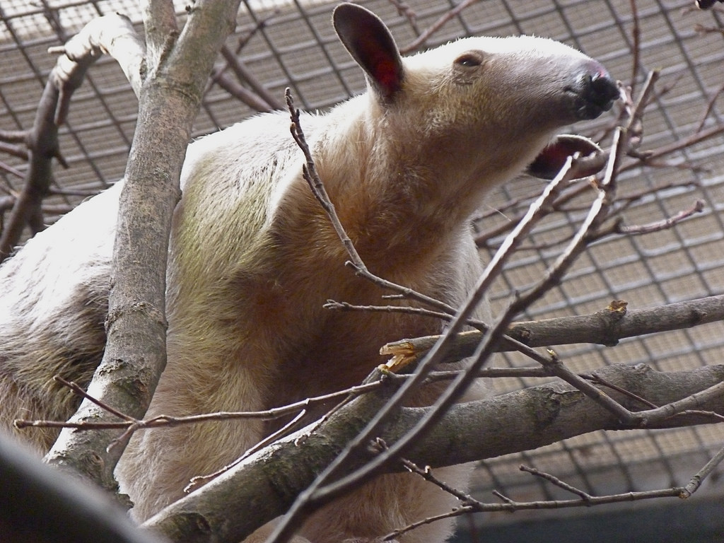 Cayenne, the Female Southern Tamandua