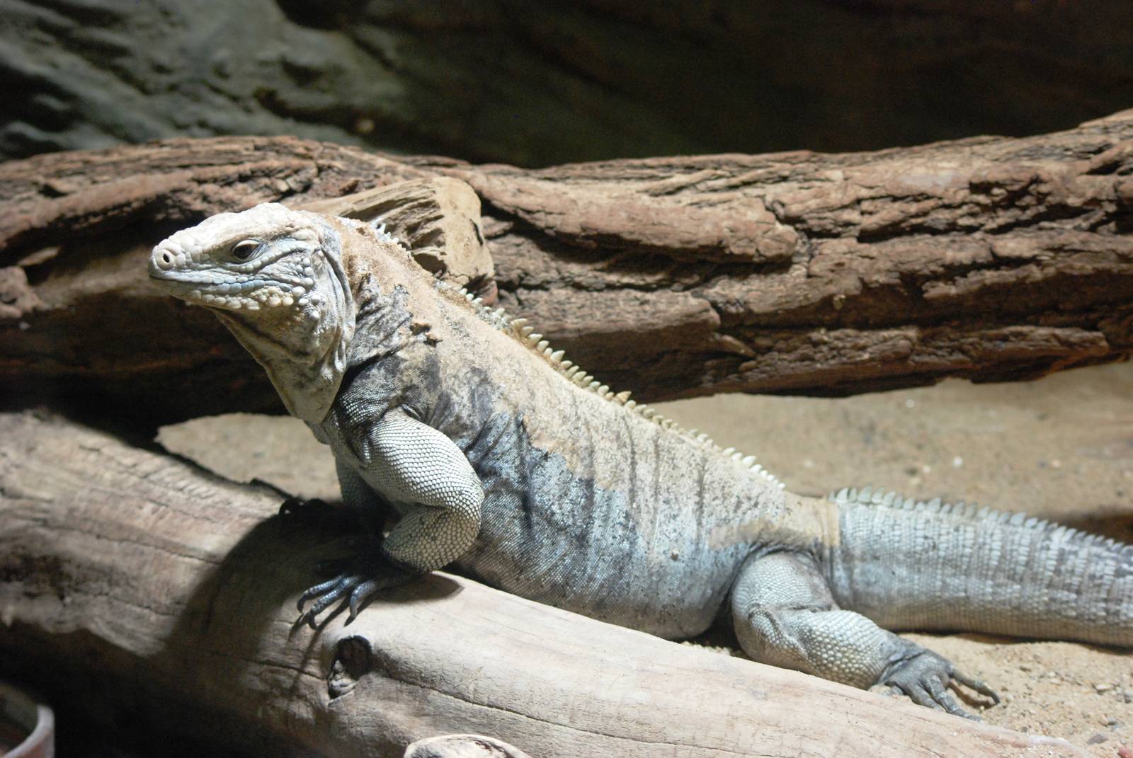 Cayman Blue Iguana at Prague, 25/08/12