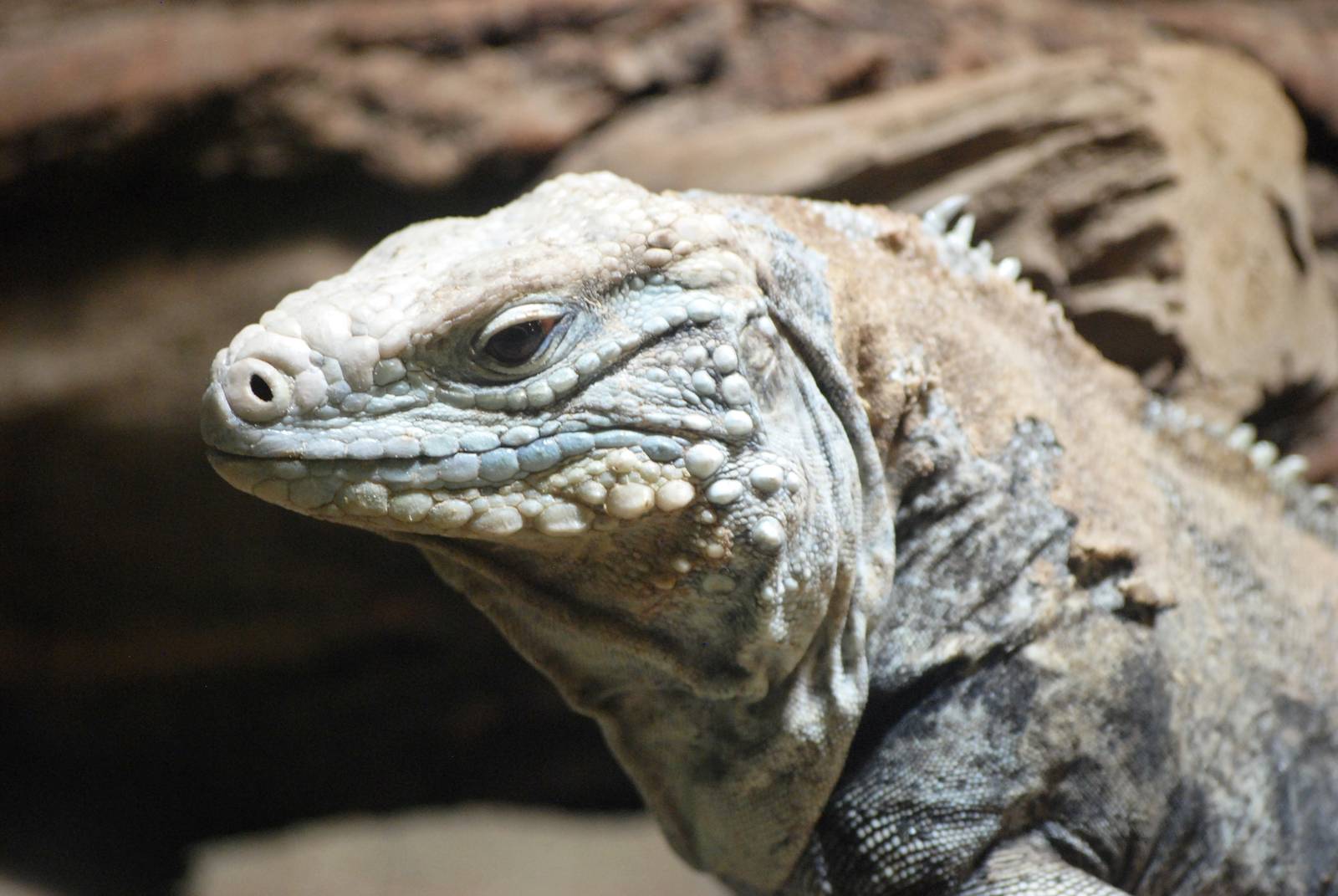 Cayman Blue Iguana at Prague, 25/08/12