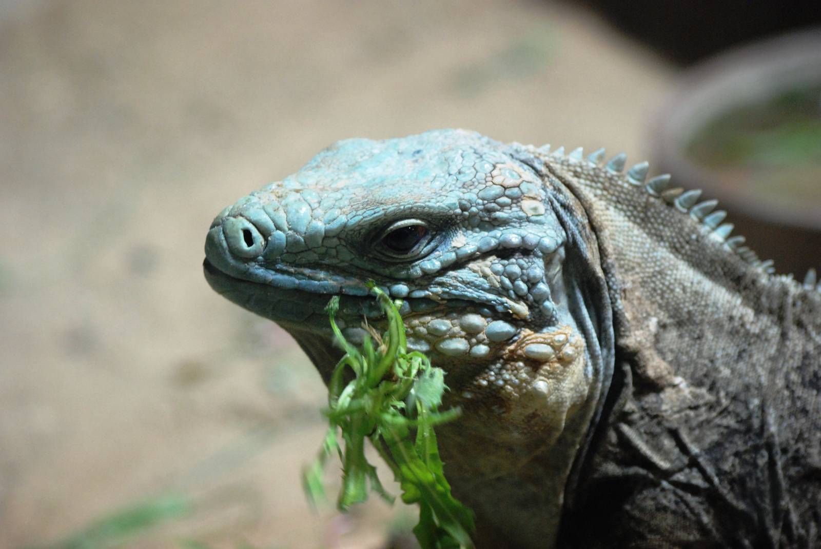 Cayman Blue Iguana at Prague, 25/08/12