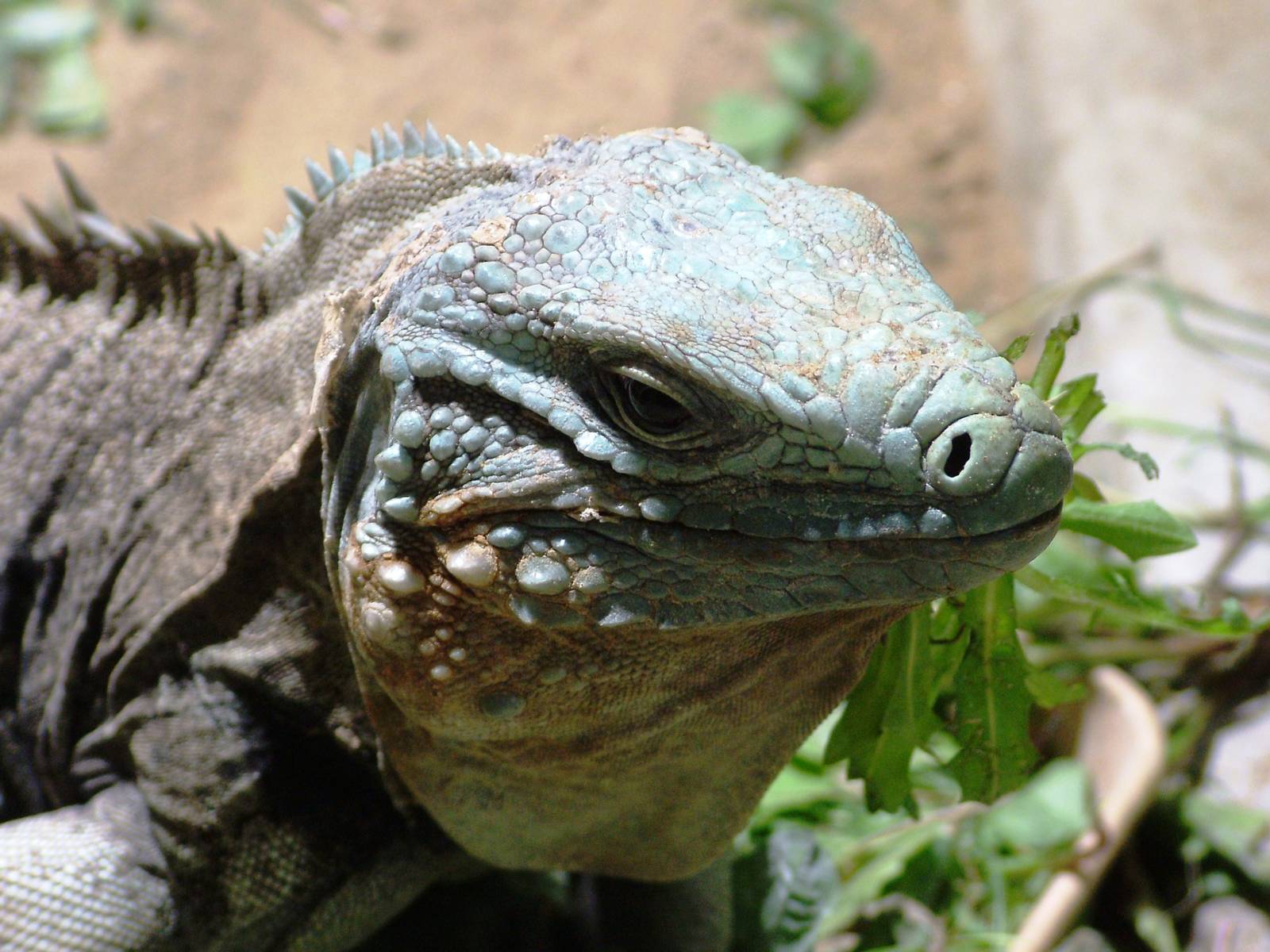 Cayman Blue Iguana at Prague, 25/08/12