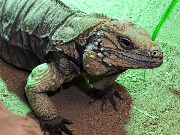 Cayman blue iguana (Cyclura lewisi)
