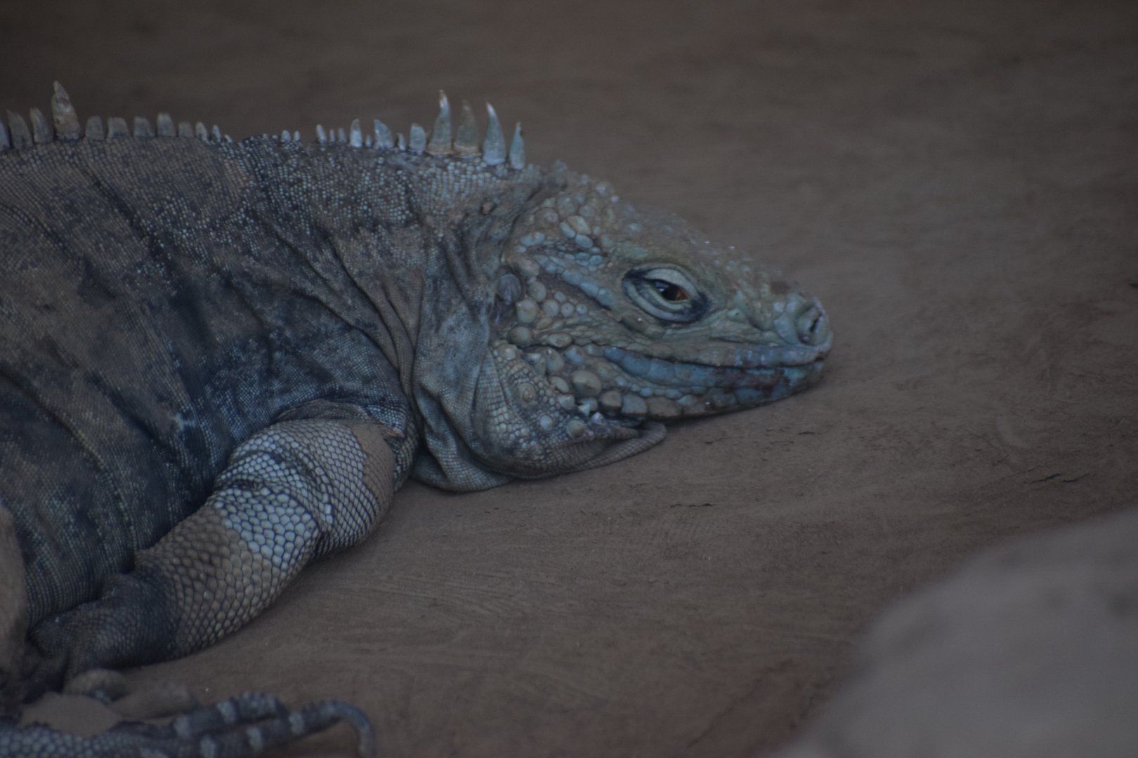 Cayman blue iguana