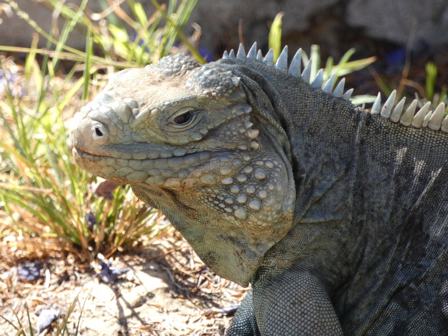 Cayman blue iguana