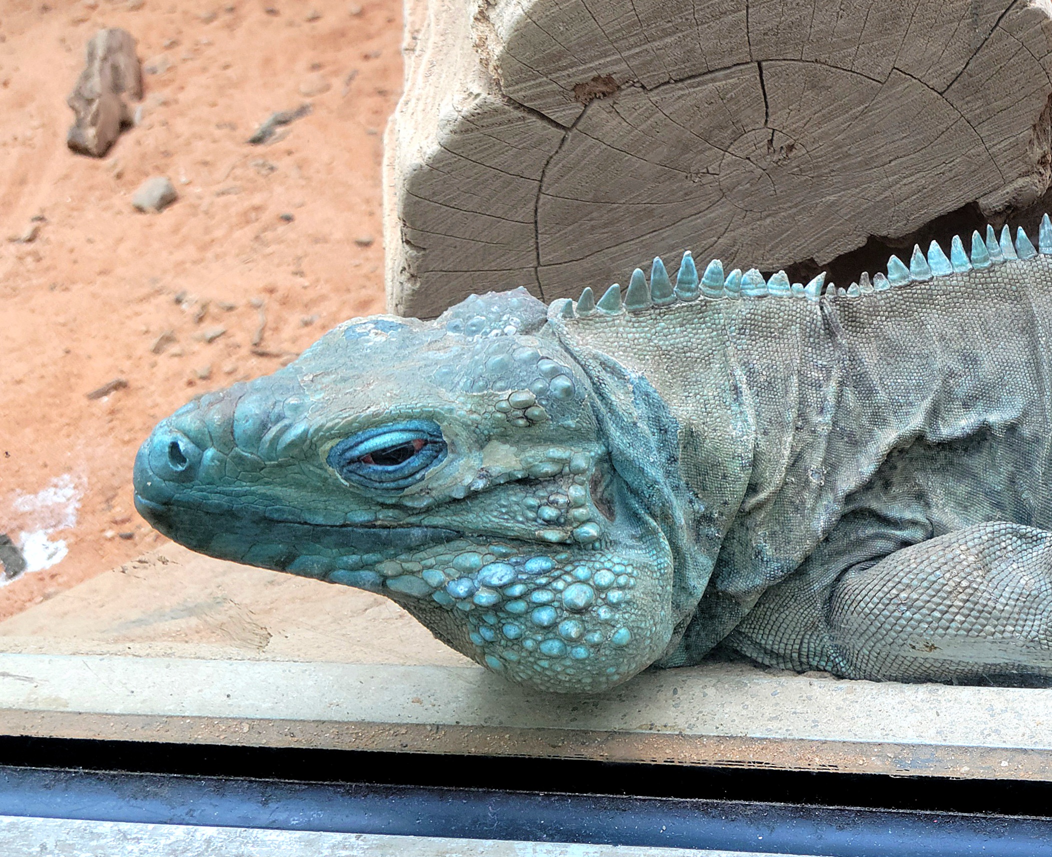 Cayman Island Blue lguana - Riverbanks Zoo