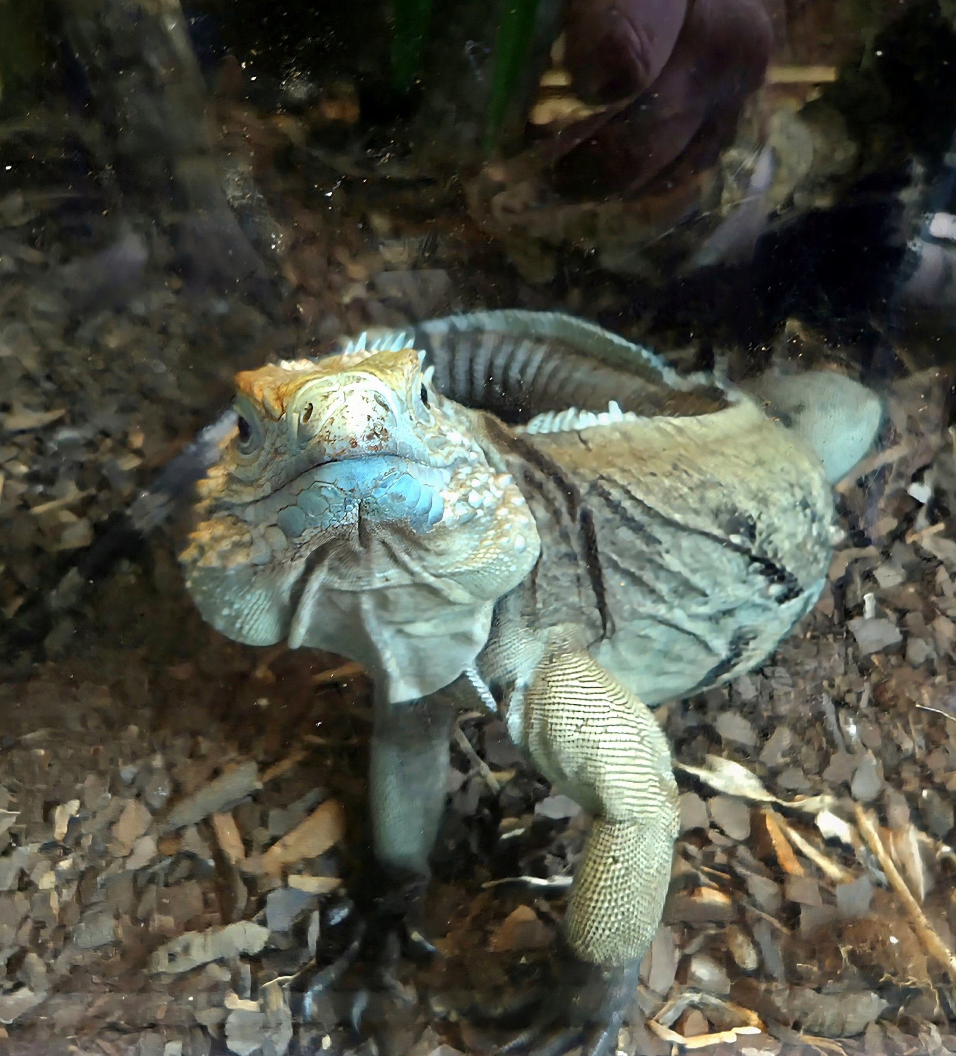 Cayman Island Blue lguana-Riverbanks Zoo