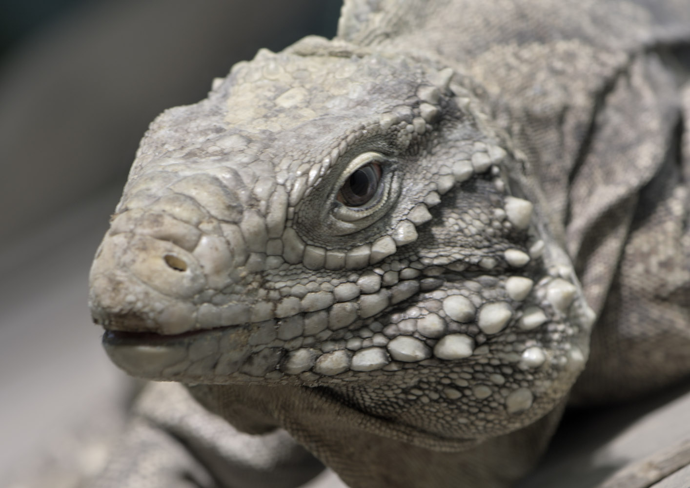 Cayman Islands ground iguana