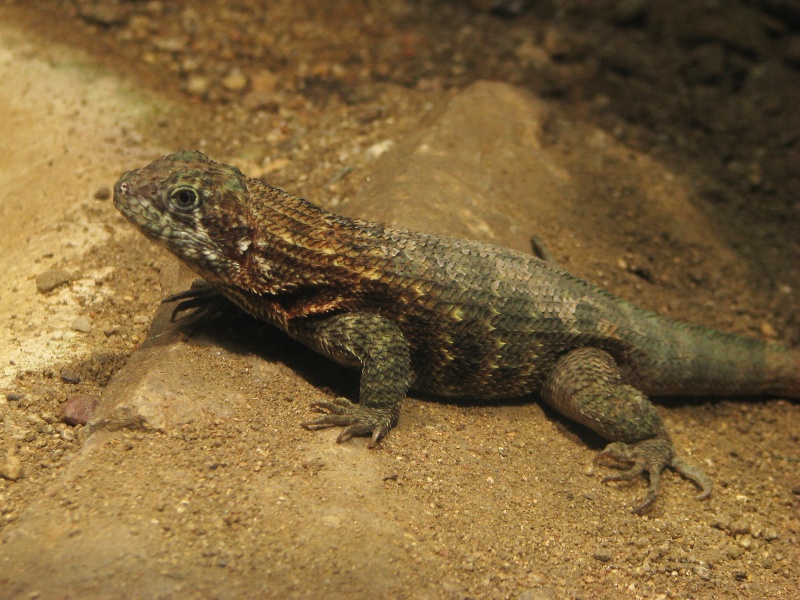Cayman lion lizard @ Zoo Jihlava