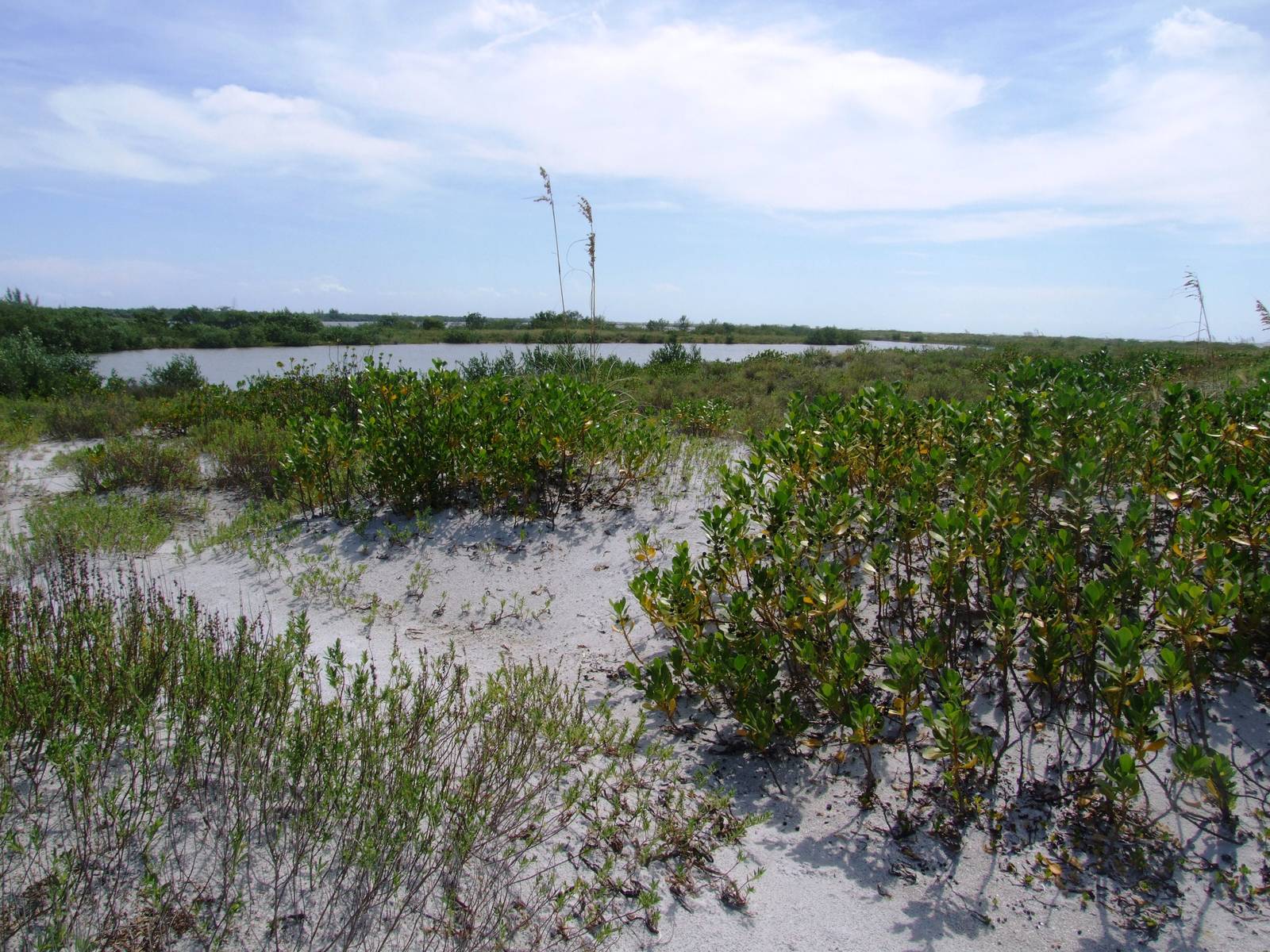 Cayo Costa, October 2013