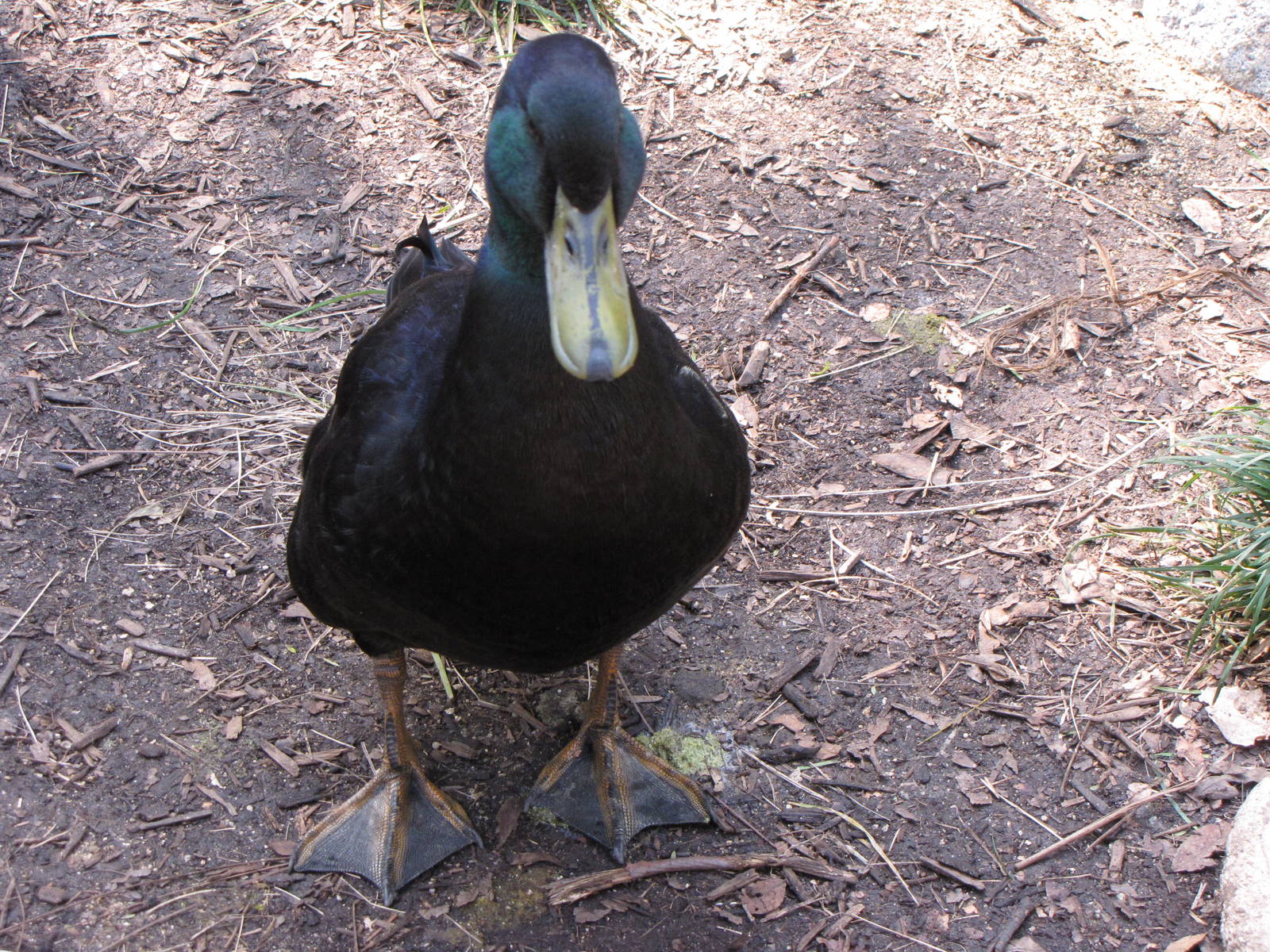 Cayuga Duck