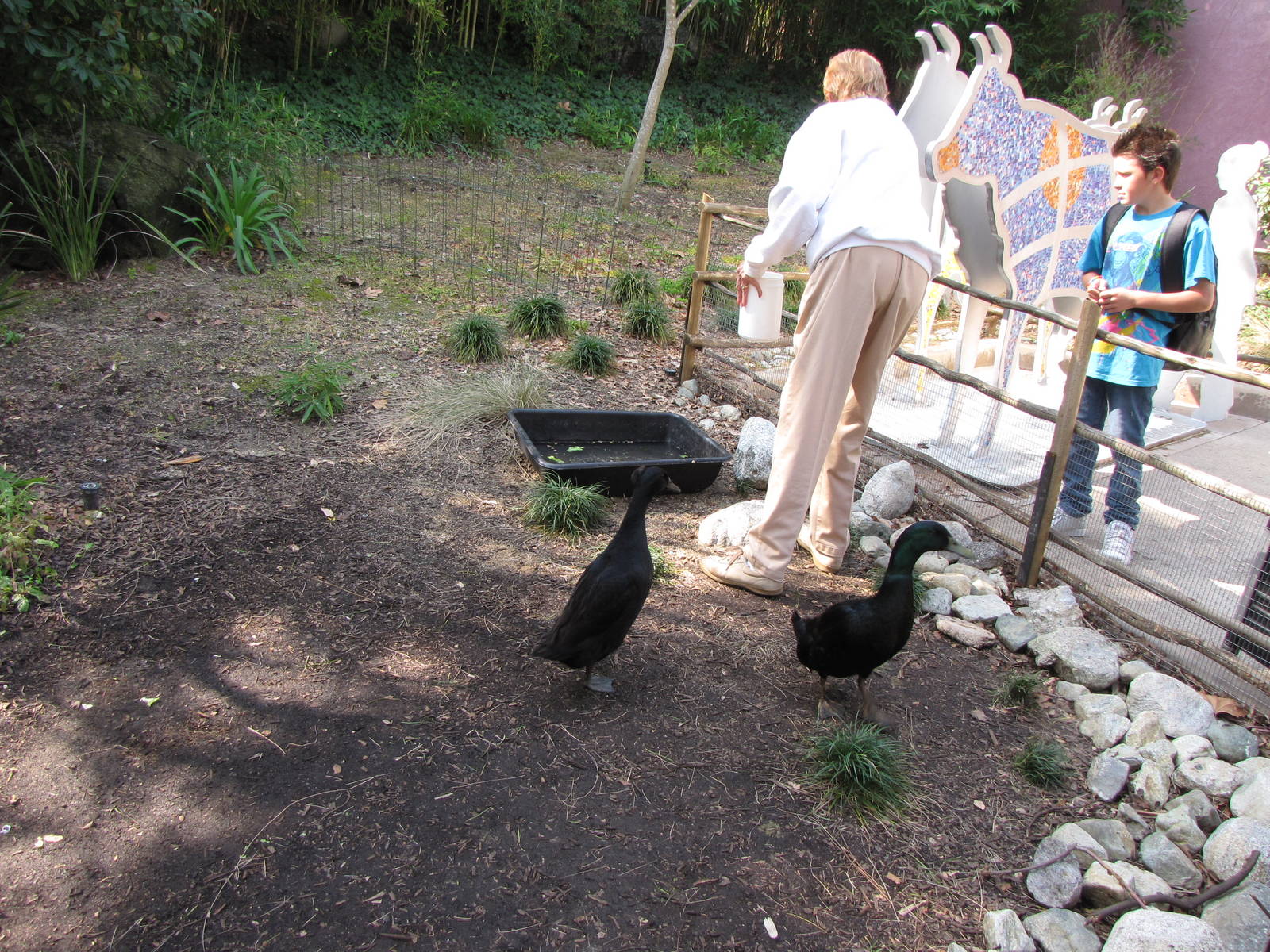 Cayuga Ducks Animals & You