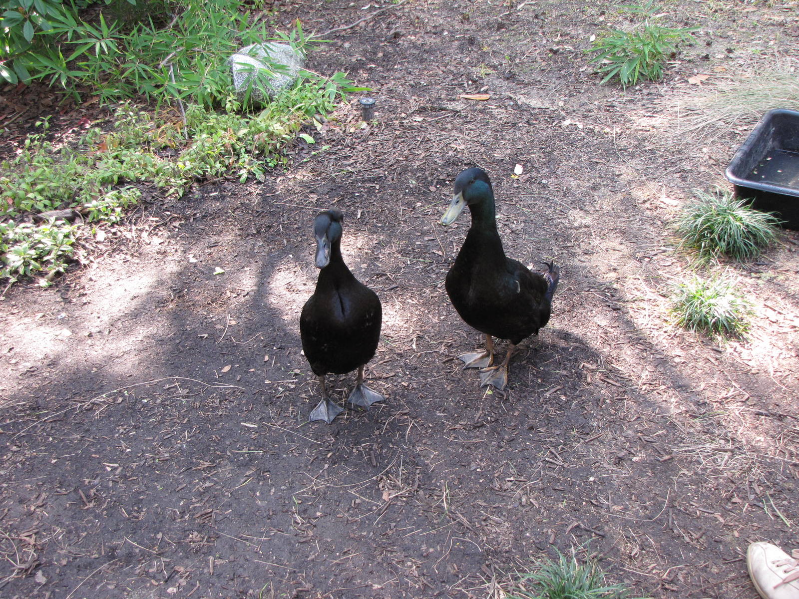 Cayuga Ducks