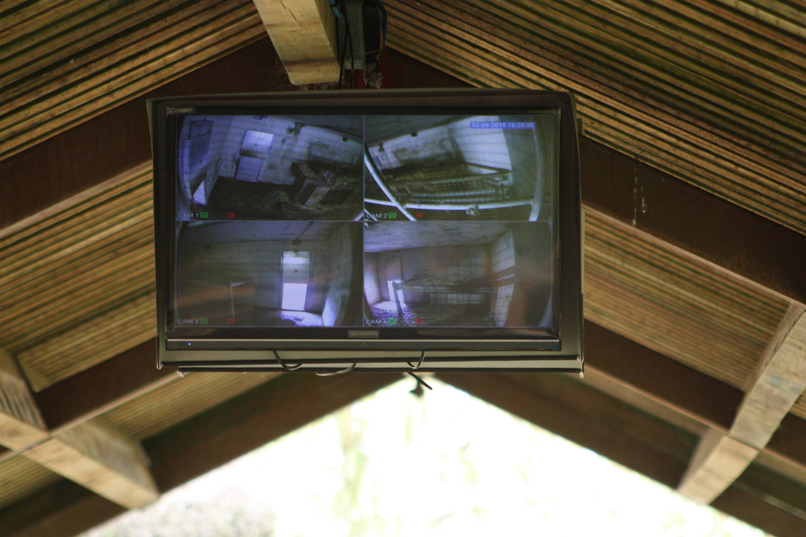 CCTV screen for viewing of Sumatran Tiger mother and cubs, 1st September 20