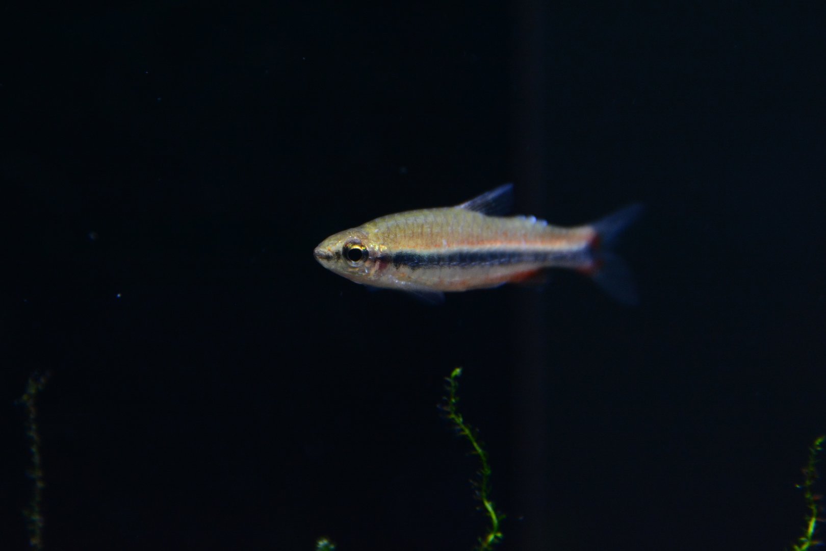 Ceara pencilfish (Nannostomus sp. "Ceara Red")