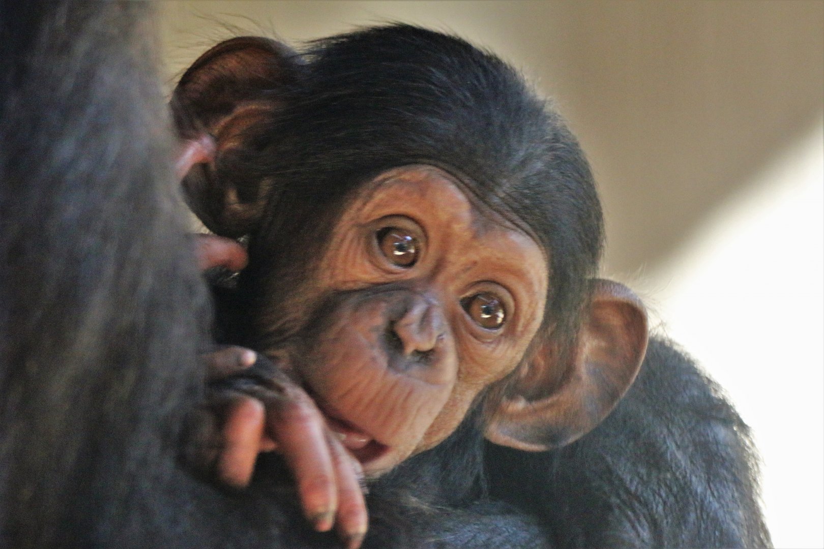 Cebeli.  Female Chimp