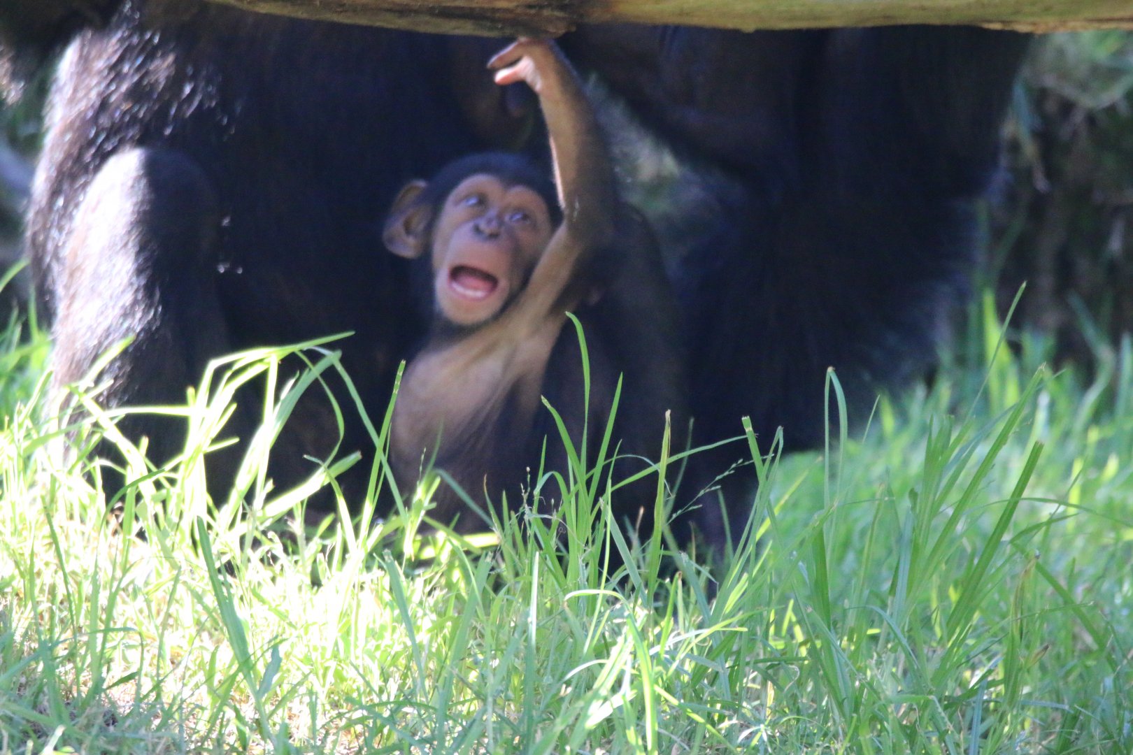 Cebeli New female chimp