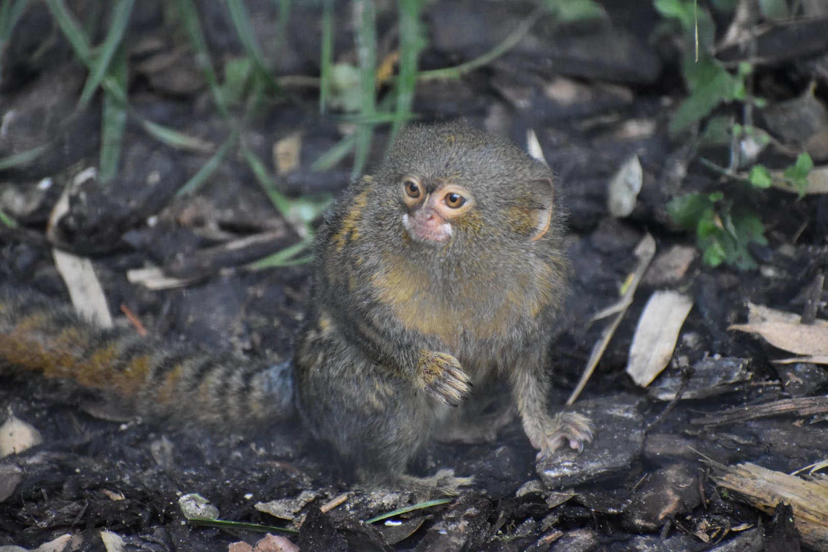 Cebuella pygmaea - Pygmpy Marmoset