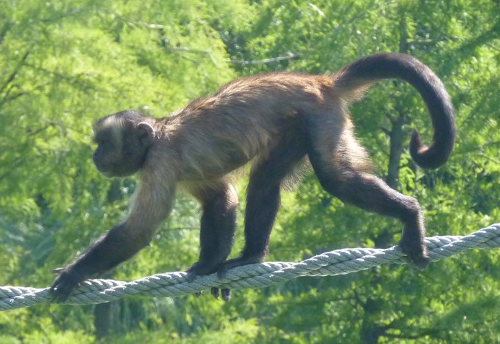 Cebus Apella 2 (22-7-17 Faunia)