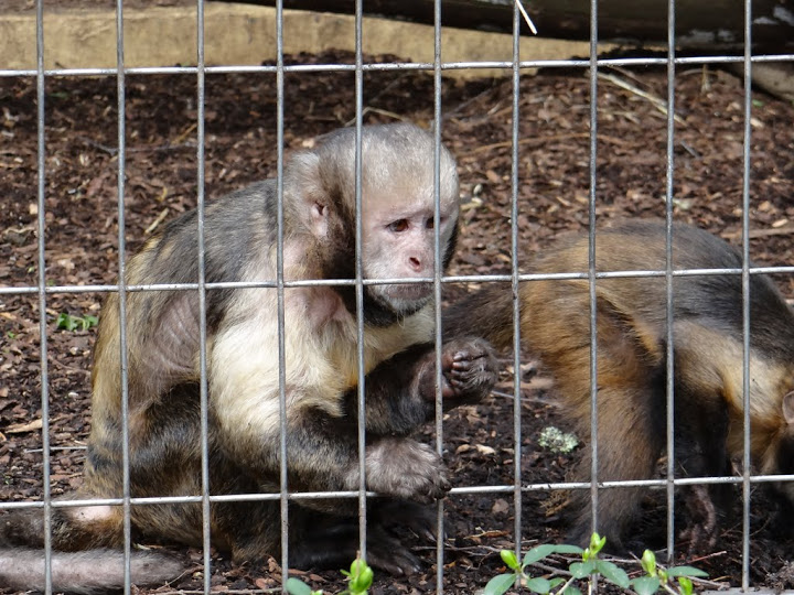 Cebus apella xanthosternos