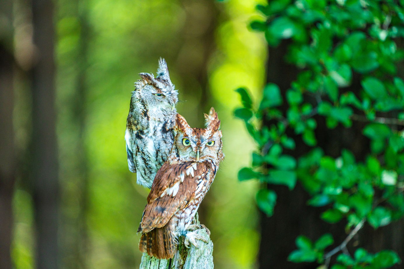Cecil (Rufous) & Gordon (Grey) the Eastern Screech Owls brothers
