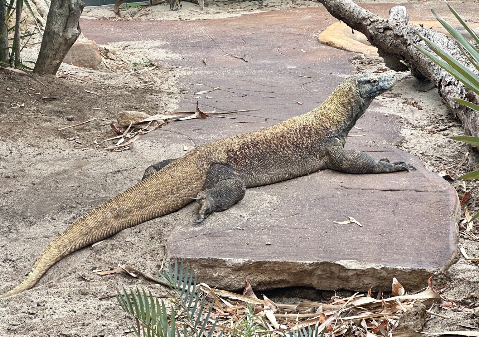 Cecilia (Komodo Dragon)