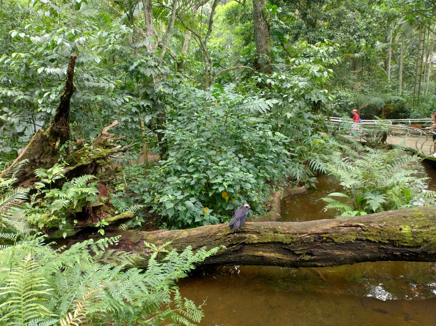 Cecropia aviaries - Parque das Aves
