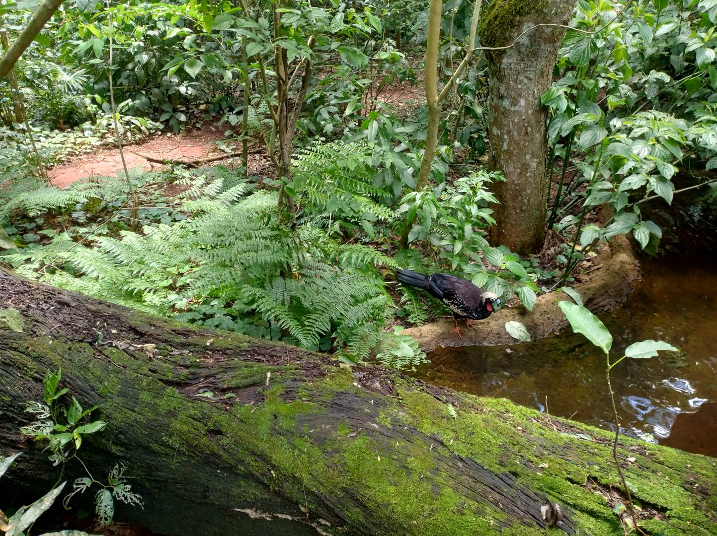 Cecropia aviaries - Parque das Aves