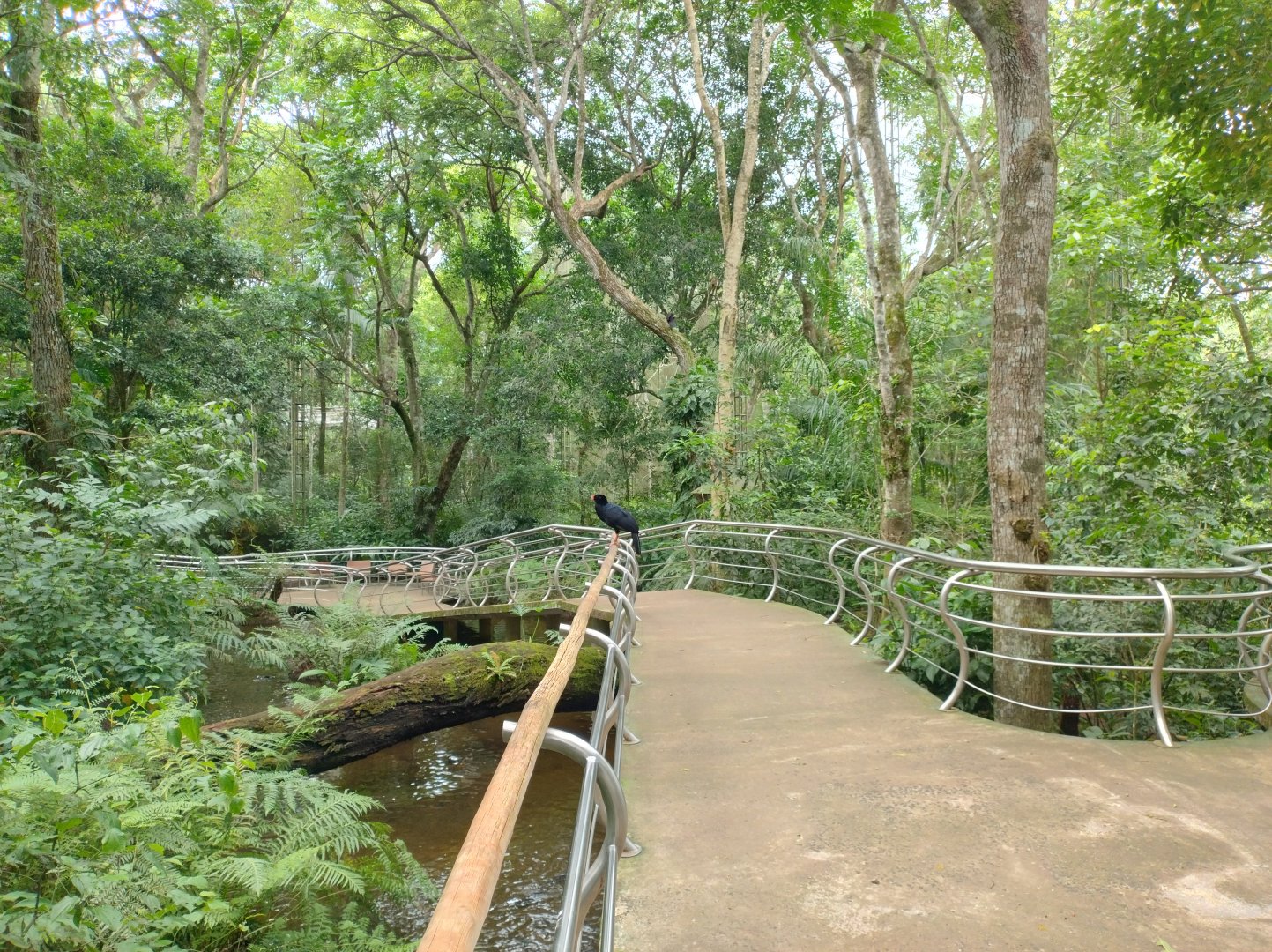 Cecropia aviaries - Parque das Aves