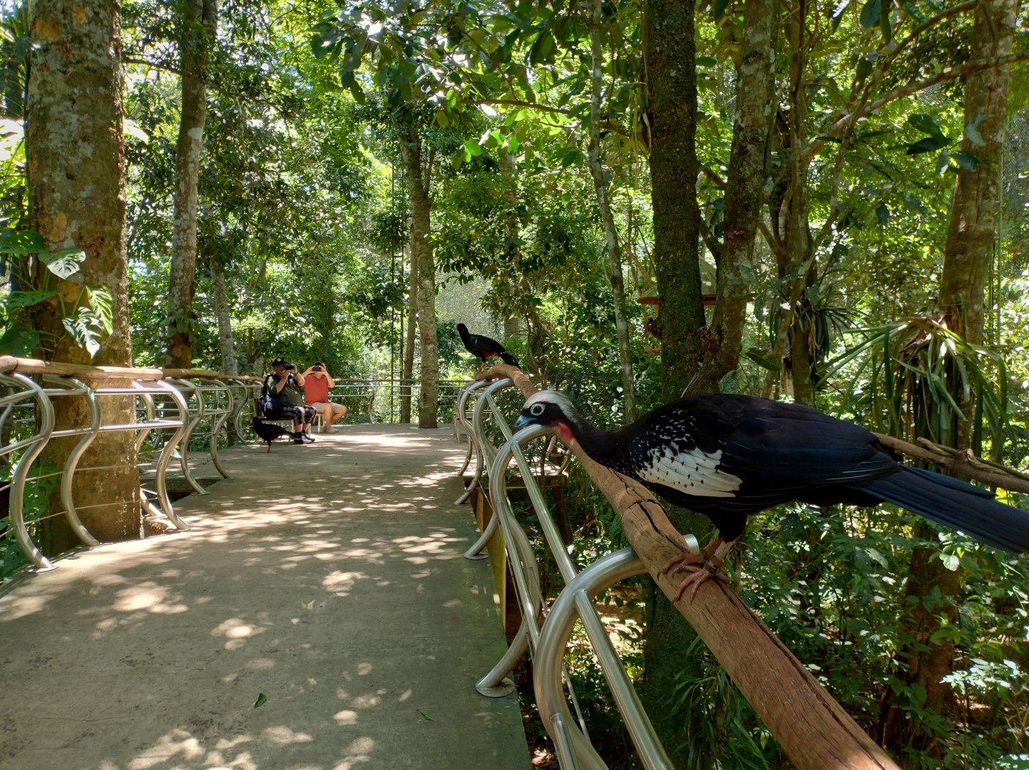 Cecropia aviaries - Parque das Aves
