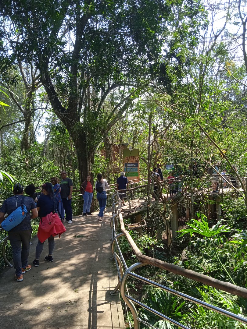 Cecropia aviary