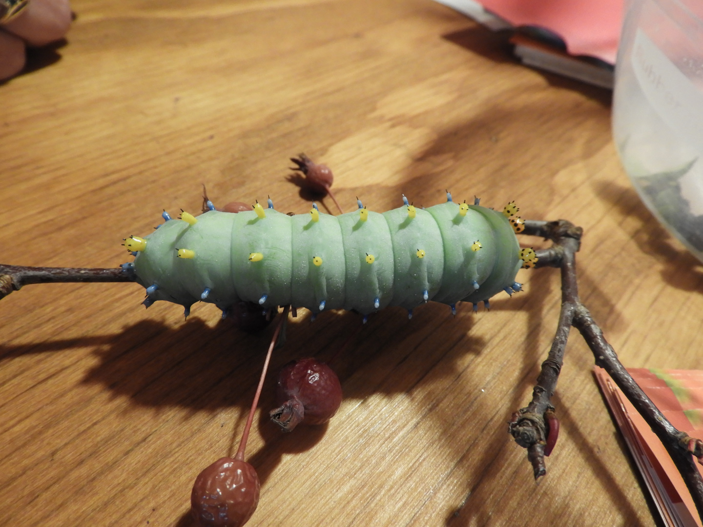 Cecropia Moth (Hyalophora cecropia) caterpillar