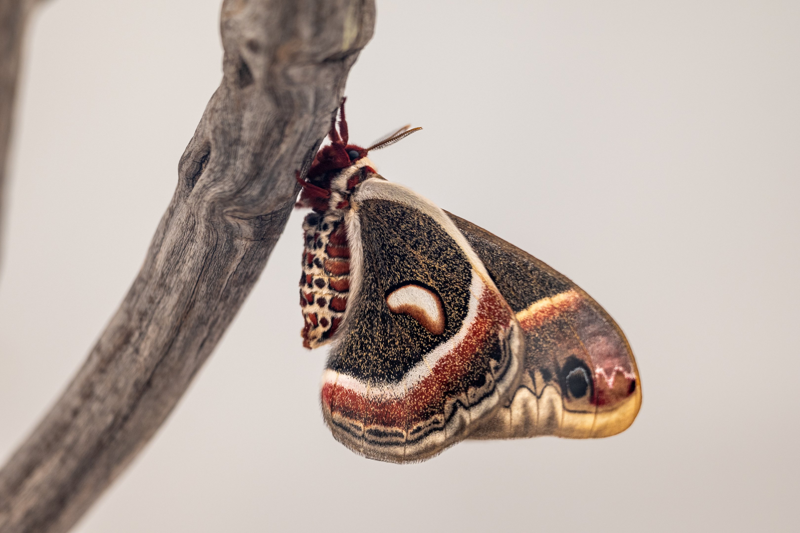 Cecropia Moth